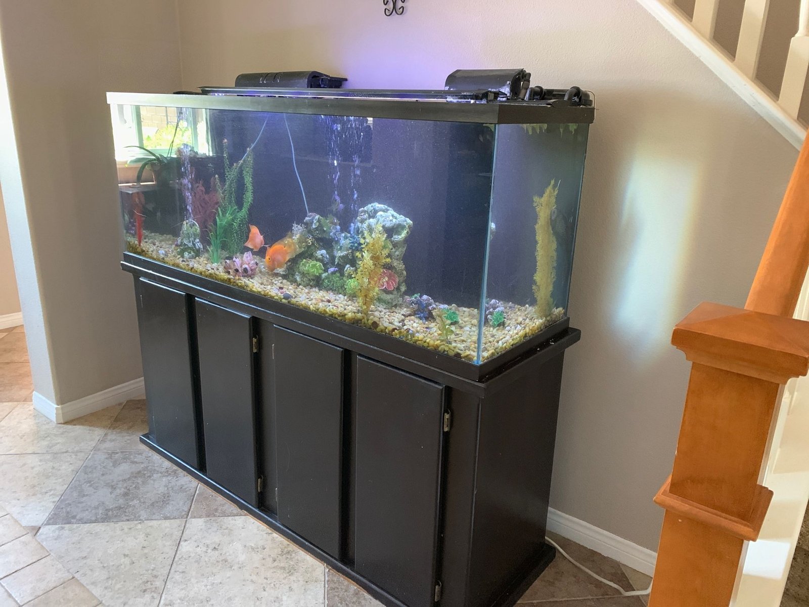 ancient arowana ancient arowana arowana fish dragon fish ancient arowana fish arowana aquarium ancient arowana locations ancient arowana fish location ancient arowana recipe ancient arowana totk totk ancient arowana arowana freshwater fish