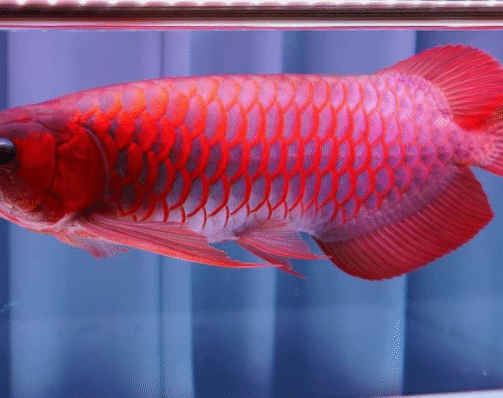 Blood Red Arowana blood red arowana fish red arowana,premium arowana fish,exotic arowana,buy blood red arowana online,blood red arowana for sale,rare blood red aquarium fish,blood red arowana care guide,blood red arowana hong kong