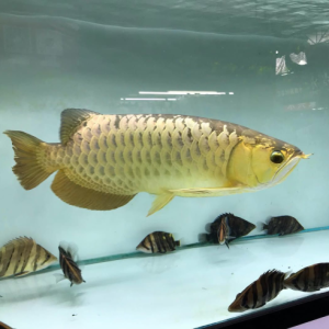 Golden Helmet CrossBack Arowana - Image 6