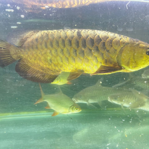 Golden Helmet CrossBack Arowana - Image 4