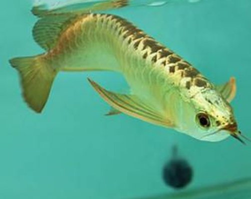 Golden Helmet Crossback Arowana,golden helmet crossback arowana fish,crossback arowana,golden arowana fish,rare arowana species,golden helmet crossback for sale,premium aquarium fish for sale,rare ornamental fish,rare aquarium fish hk,arowana fish hong kong buy golden helmet crossback arowana