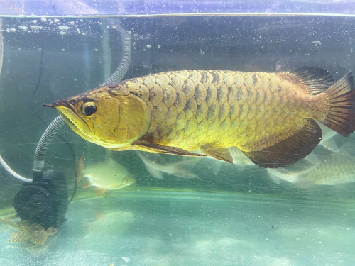 Golden Helmet CrossBack Arowana - Image 3