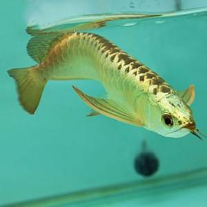Golden Helmet Crossback Arowana,golden helmet crossback arowana fish,crossback arowana,golden arowana fish,rare arowana species,golden helmet crossback for sale,premium aquarium fish for sale,rare ornamental fish,rare aquarium fish hk,arowana fish hong kong buy golden helmet crossback arowana