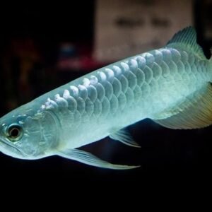 Silver Arowana