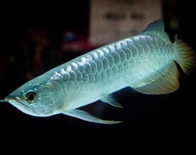 Silvr-Arowana