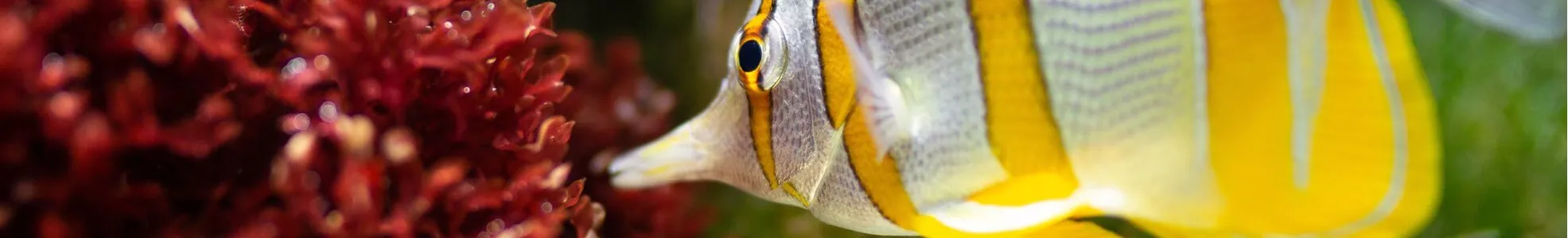 ancient arowana arowana fish dragon fish ancient arowana fish arowana aquarium