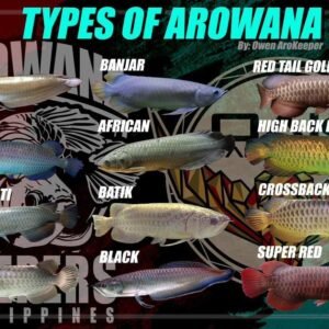 Arowana