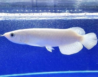 platinum-arowana-for-sale-600x423