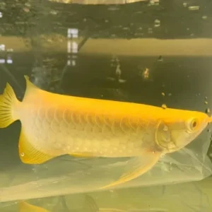 Albino Crossback Albino Crossback Arowana crossback arowana albino arowana fish rare arowana fish