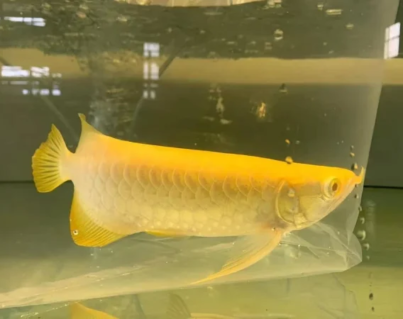 Albino Crossback Albino Crossback Arowana crossback arowana albino arowana fish rare arowana fish