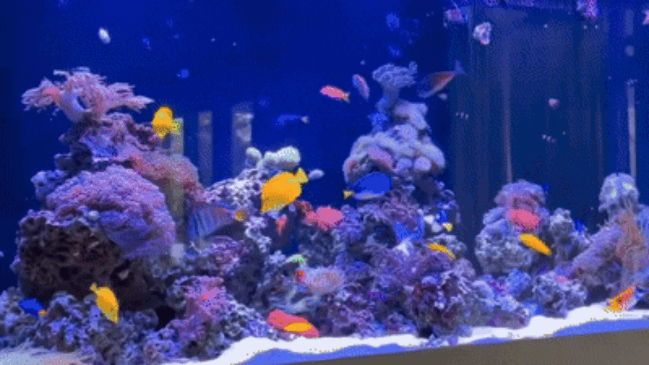 aquarium shop hong kong aquarium shop hong kong aquarium supplies hong kong fish tank hong kong saltwater aquarium hong kong ,marine aquarium hong kong reef aquarium hong kong 水族箱 香港 水族用品 香港 魚缸 香港 海水水族箱 香港 珊瑚水族箱 aquarium supplies canada aquarium store canada fish tank canada saltwater aquarium canada marine aquarium supplies canada aquarium filter canada aquarium lighting canada reef aquarium equipment protein skimmer canada aquarium pump canada buy aquarium supplies online canada aquarium accessories canada aquarium equipment online canada aquarium shop singapore aquarium supplies singapore fish tank singapore marine aquarium singapore
