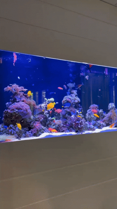 Complete Guide to Choosing the Right Aquarium Equipment for Marine & Reef Tanks